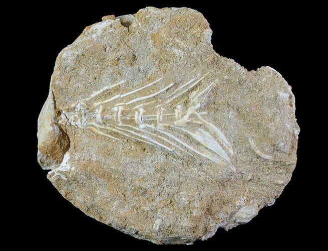 Cretaceous Fossil Fish Vertebrae In Rock - Morocco #65195